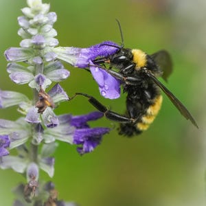 Bees on Flowers, pollination photos, 10 Different photos! Fine art bee prints