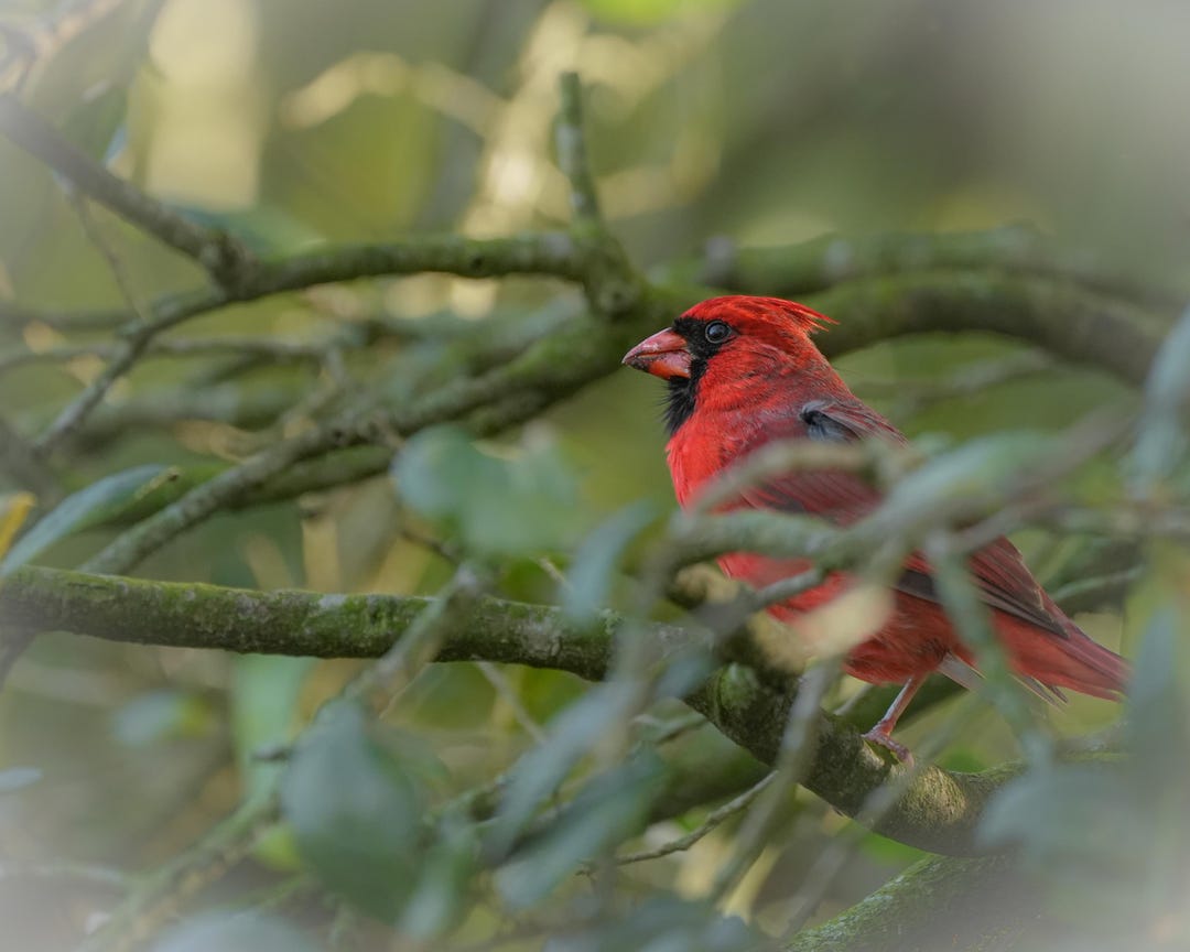 Northern Cardinal Photos, Beautiful Cardinal Bird in a Tree, 5 ...