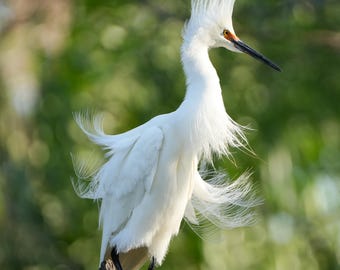 Snowy Egret photos, 4 variations, breeding plumage, bird fine art