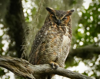 May include: A great horned owl with brown and white feathers perches on a branch with green foliage in the background.