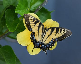 Tiger Swallowtail Butterfly photos, nature prints, butterfly photos