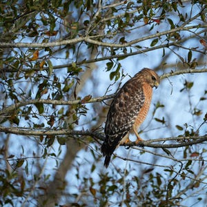 Red-Shouldered Hawk, 3 variations, bird photo, nature print