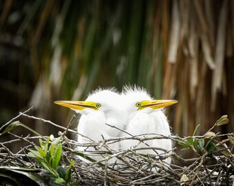 Great Egret chicks, twin siblings, photo, Nesting print