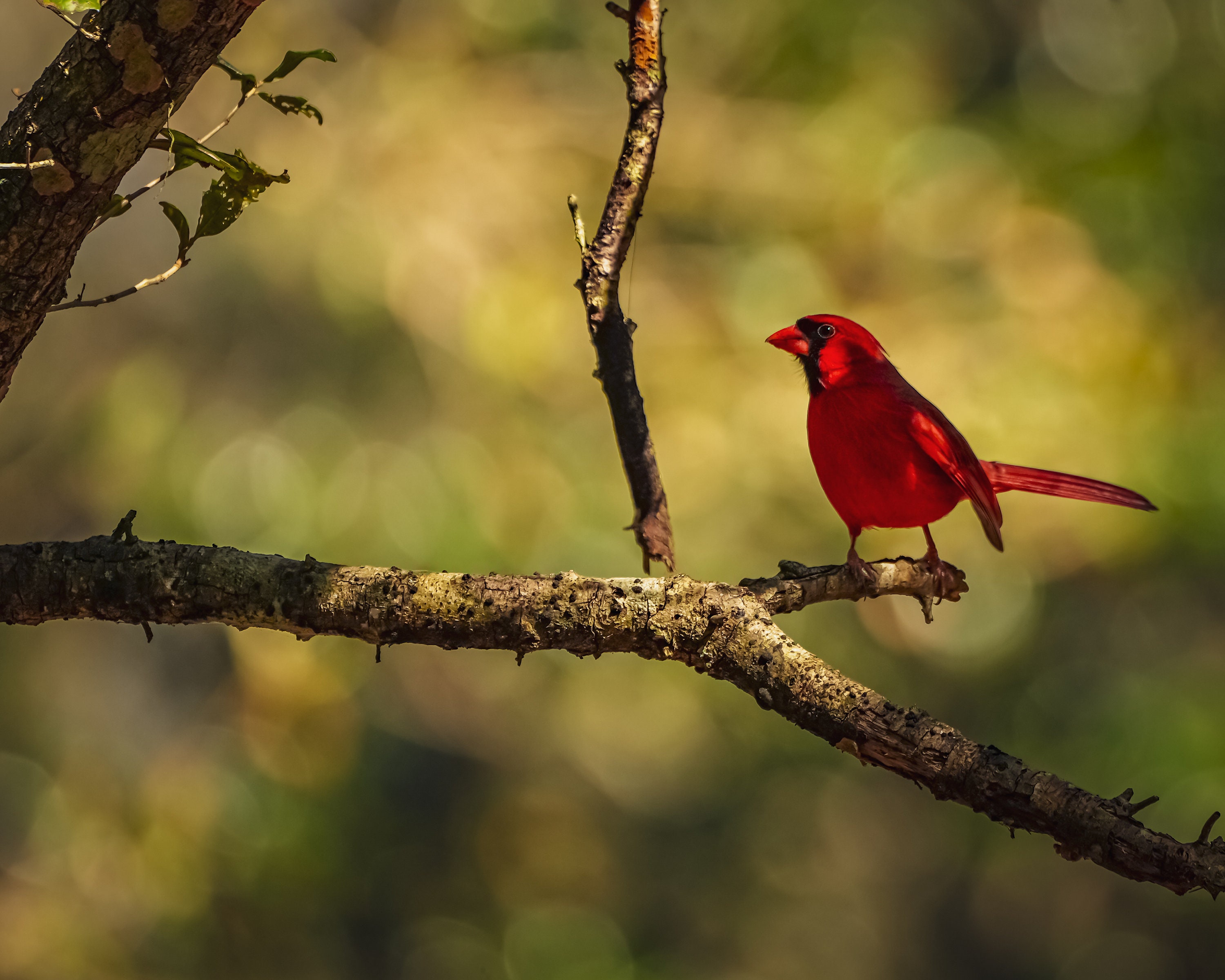 Northern Cardinal Photos, Beautiful Cardinal Bird in a Tree, 5 ...