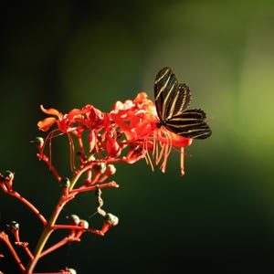 May include: A black and white striped butterfly perched on a bright red flower with long, thin petals.