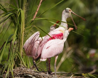 Roseate Spoonbill family photos, nesting season prints, Spoonbill fine art