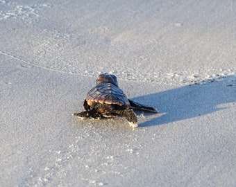 Sea Turtle Hatchling, coastal photo, fine art print