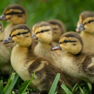 Mallard Ducklings, nature prints, duckling photos, 6 variations