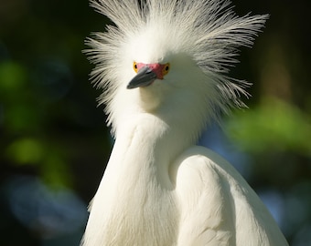 Snowy Egret, breeding plumage, 7 variations, fine art prints