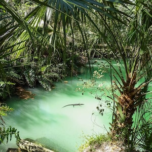 Alligator in paradise prints, Florida photos, Florida fine art, 2 variations