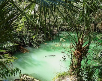 May include: A lush green tropical river with a dark alligator swimming in the water. The river is surrounded by dense foliage, including palm trees and ferns.
