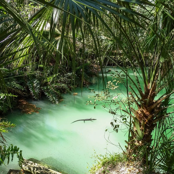 Alligator in paradise print, Florida photo