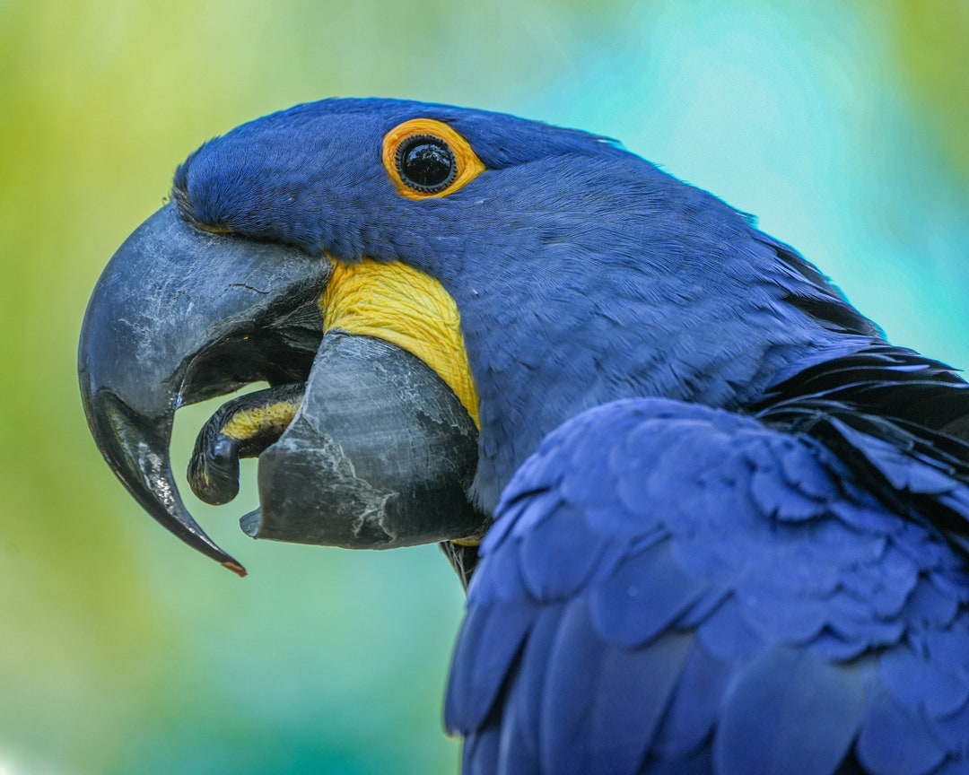 1920x1080 Macaw Parrot 2 Laptop Full HD 1080P HD 4k Wallpapers, Images,  Backgrounds, Photos and Pictures