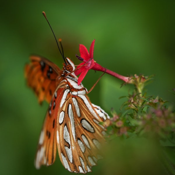 Gulf Fritillary Butterfly photos, butterfly  prints, 2 variations, nature photos