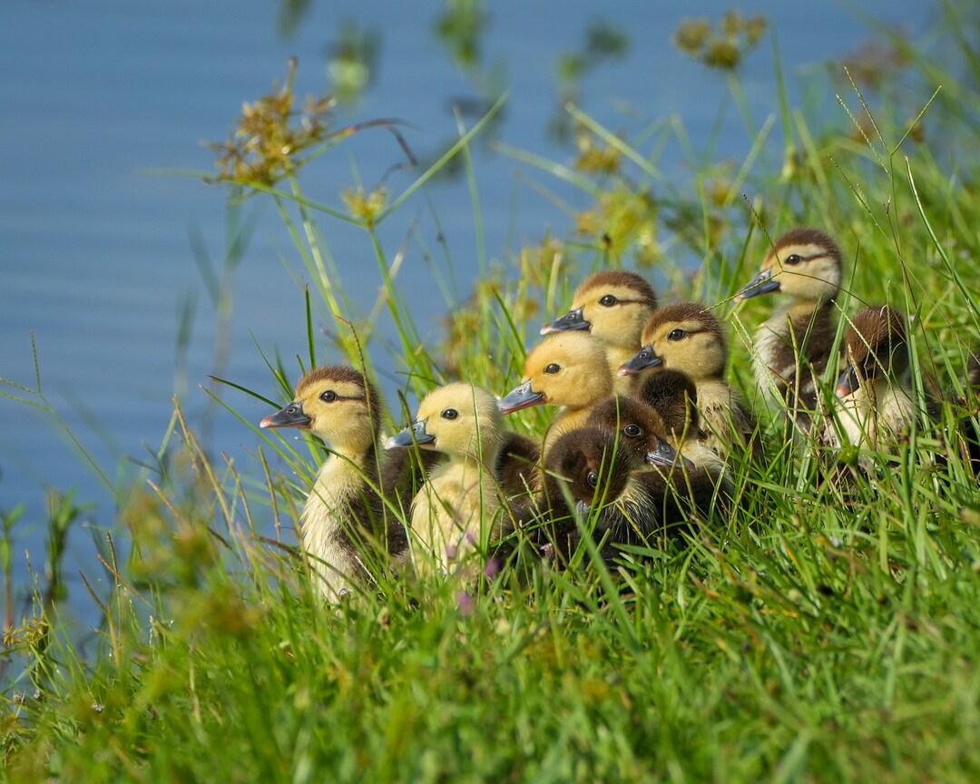 Spring Portrait Ducklings Ducklings Photos, Muscovy, Spring Photo, Fine Art Print - Etsy
