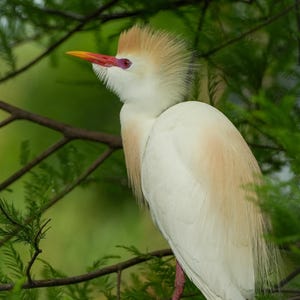 Cattle Egret photos “Look deep into nature” prints, bird photos