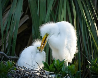 Great Egret chicks, siblings, photo, Nesting, funny birds, print