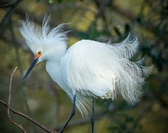 Snowy Egret, breeding plumage, nature photo, print