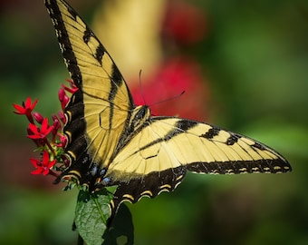 Tiger Swallowtail Butterfly photo, nature print, butterfly photo