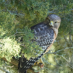 Red-Shouldered Hawk, in a tree, 2 variations Florida, bird photo, print