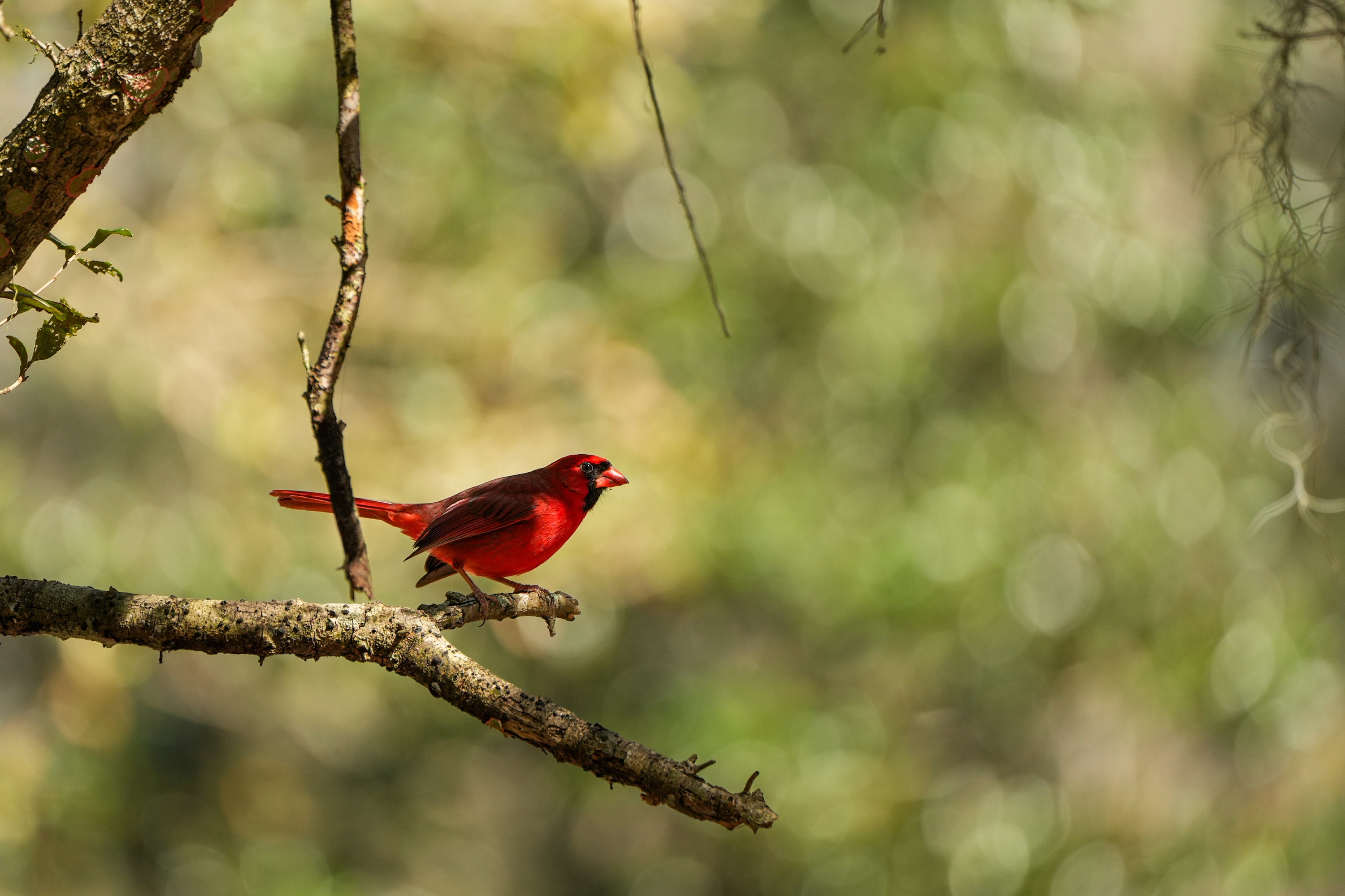 Northern Cardinal Photos, Beautiful Cardinal Bird in a Tree, 5 ...
