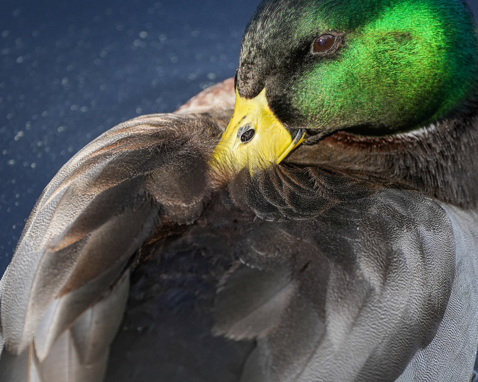 Mallard Duck Fine Art Prints, Duck Photos, 2 Variations, Wildlife ...