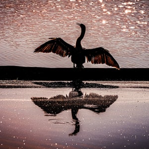 May include: Silhouette of a bird with its wings spread wide, standing on a dark surface with a reflection in the water. The water is a shimmering pink and purple color.