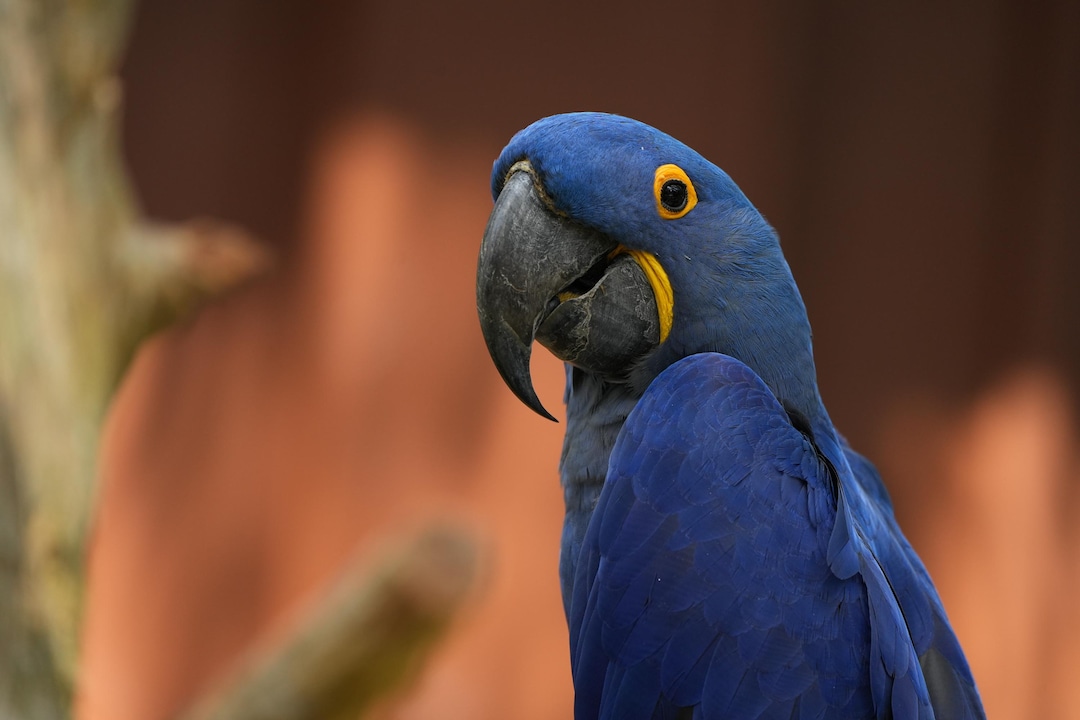Hyacinth Macaw, Macaw Photos, Variations, Fine Art Prints