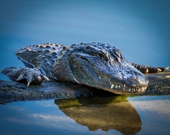 Alligator photo, reflection, alligator smile print, Florida fine art print