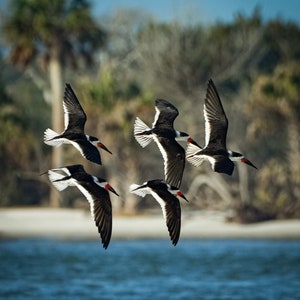 Black Skimmers fine art prints, Shorebirds photos, 3 variations