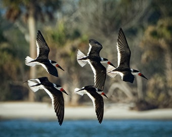 Black Skimmers, Shorebirds on beach, Florida print