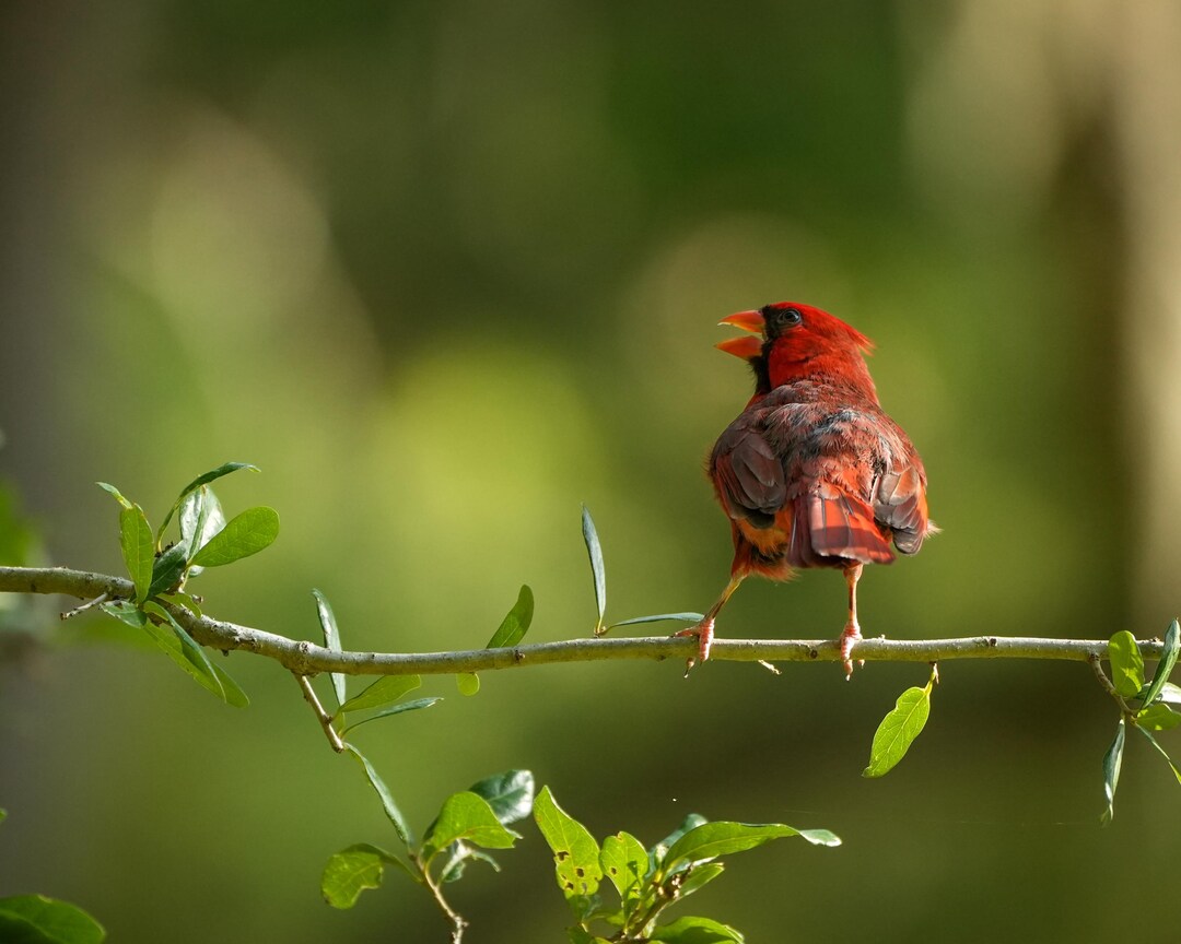 Northern Cardinal Photos, Beautiful Cardinal Bird in a Tree, 5 ...