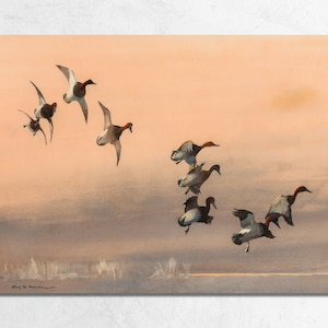 Vintage Redhead Ducks Watercolor Print by Roy Martell Mason: Hunting Lodge Wall Art