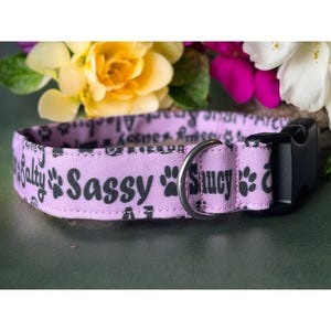 Sassy, Dog Collar, Adjustable, Quick Release - Sassy | Saucy | Salty
