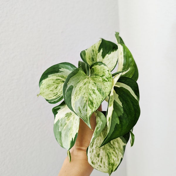 Manjula Pothos VERY RARE Unrooted Cutting | Manjula Jewel Happy Leaf Pothos | Variegated Pothos Cutting  | Rare Collection | Gifts Idea