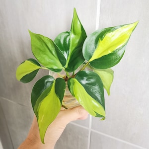 Brasil Philodendron Cutting  |Rooted,Unrooted  Variegated Philodendron Cutting| Indoor Plants |  Easy Care  | Gift Ideas