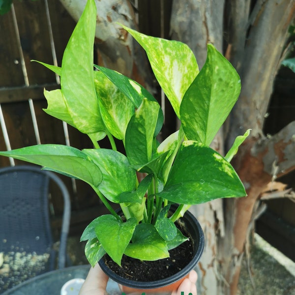 Golden Pothos 3'' Pot (8-15 leaves) | Well Rooted | Starter Plant | Easy Indoor Plant | House Plant | Air Purifying Plant
