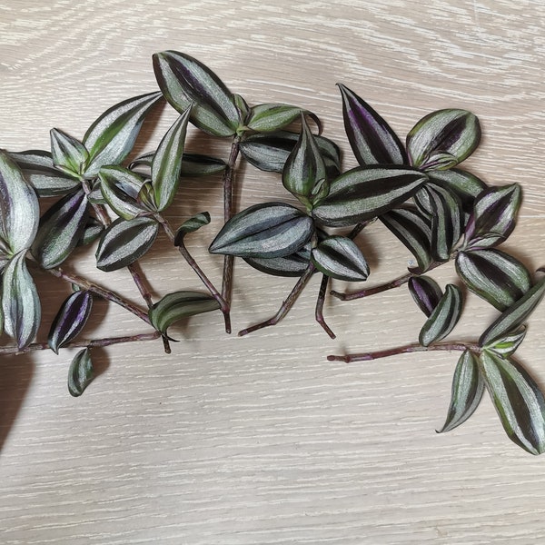 Tradescantia Zebrina Plant | Unrooted Cutting | Wandering Jew Silver Plus | Easy Care | Fast Growing