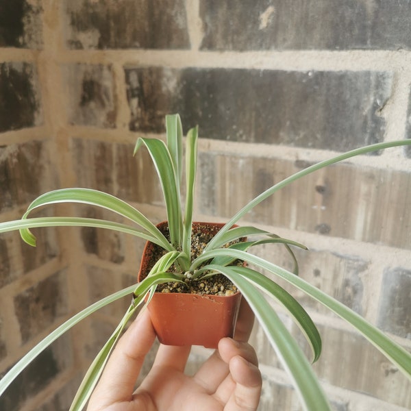 LIVE Spider Plant |Airplane Plant | Reverse Variegated | Indoor Plant | Easy Care | Fast Growing | 2'' pot 4'' pot 4.5'' pot