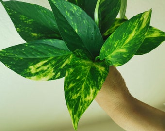 Bulk sales Pothos Cuttings | Rooted  Golden Pothos Cuttings | Easy Care | Air Purifying