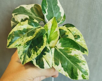 Rooted or Unrooted Pearls 'n Jade Pothos cutting | Variegated Pothos Cuttings |  Rooted or Unrooted Pothos Cutting | Trending collection
