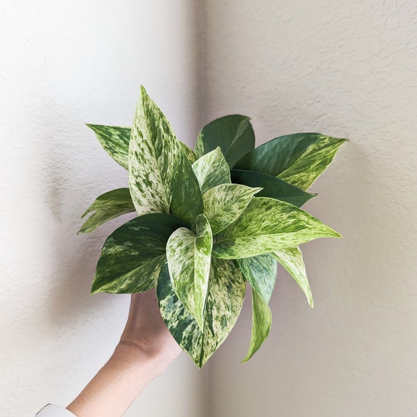 Bulk sales High Variegation Pothos Cuttings | Rooted or Unrooted Marble  Queen Pothos Cuttings | Easy Care | Air Purifying