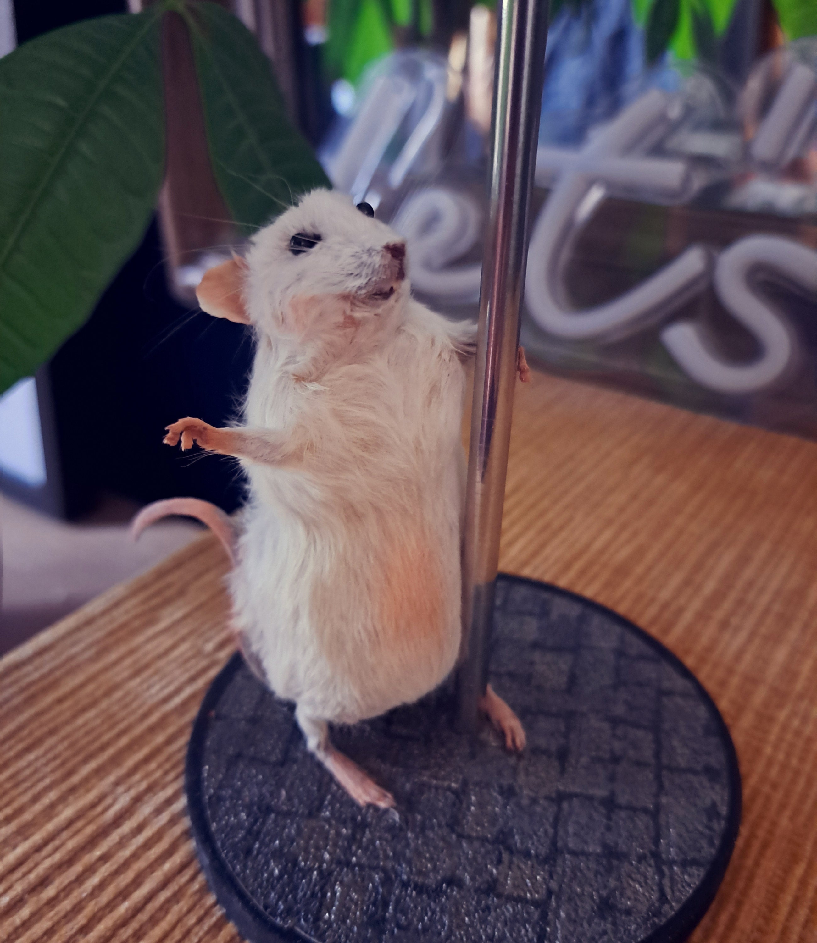 ポールダンスをするネズミの剥製：風変わりなネズミの飾り - Etsy 日本