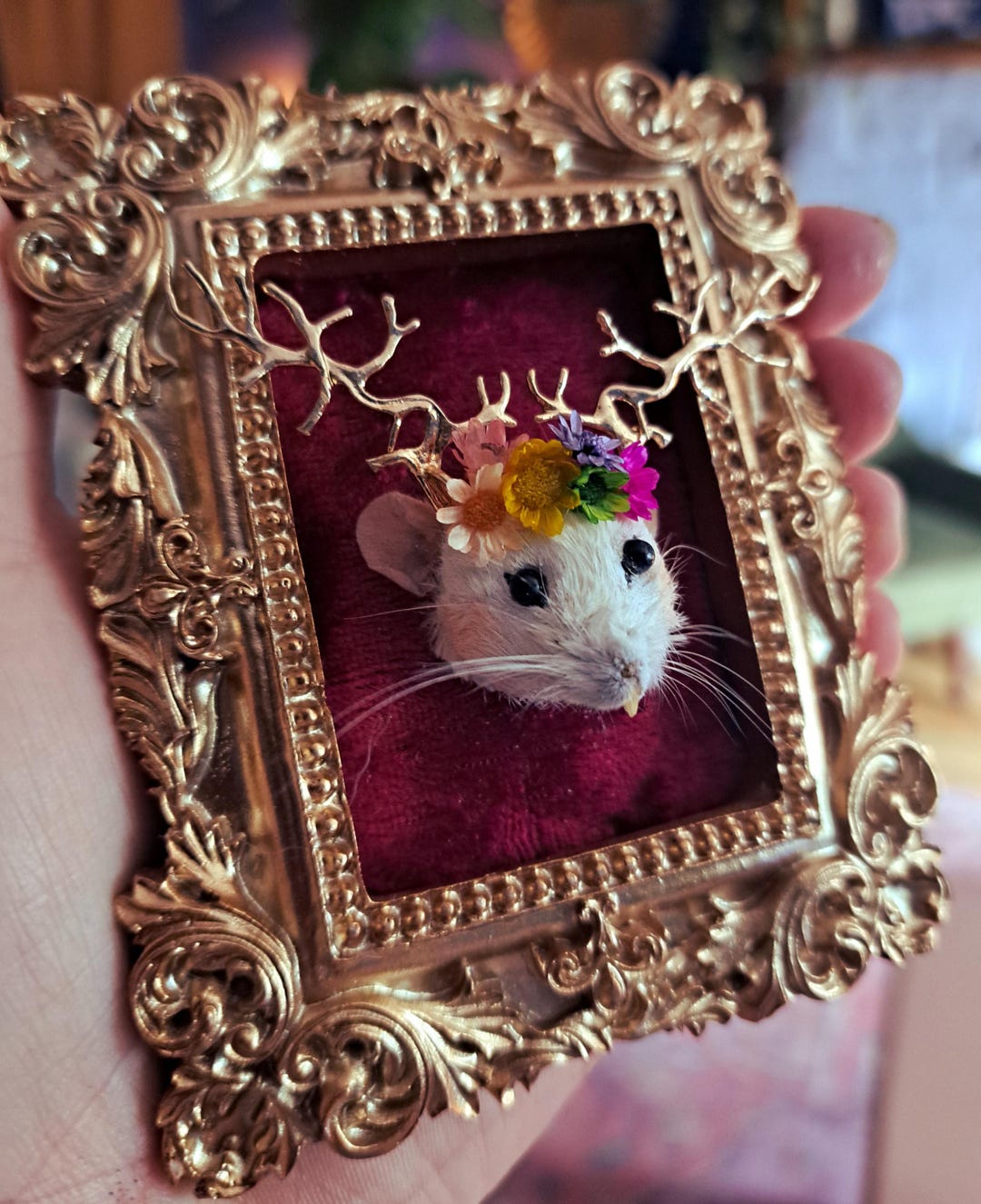 Whimsical Mouse Head Taxidermy Mounted and Framed in Gold Ornate Frame ...