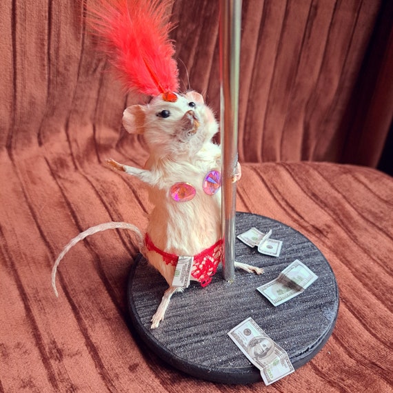 Mouse taxidermy show girl pole dancer with dollar bills quirky oddity gift. With deep red feather and lace. Real Stuffed Rodent decor