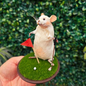 May include: A taxidermied mouse figurine on a miniature golf course. The mouse is holding a golf club and standing on a green, circular base with a red flag and a golf ball. The mouse has tan fur and pink ears.
