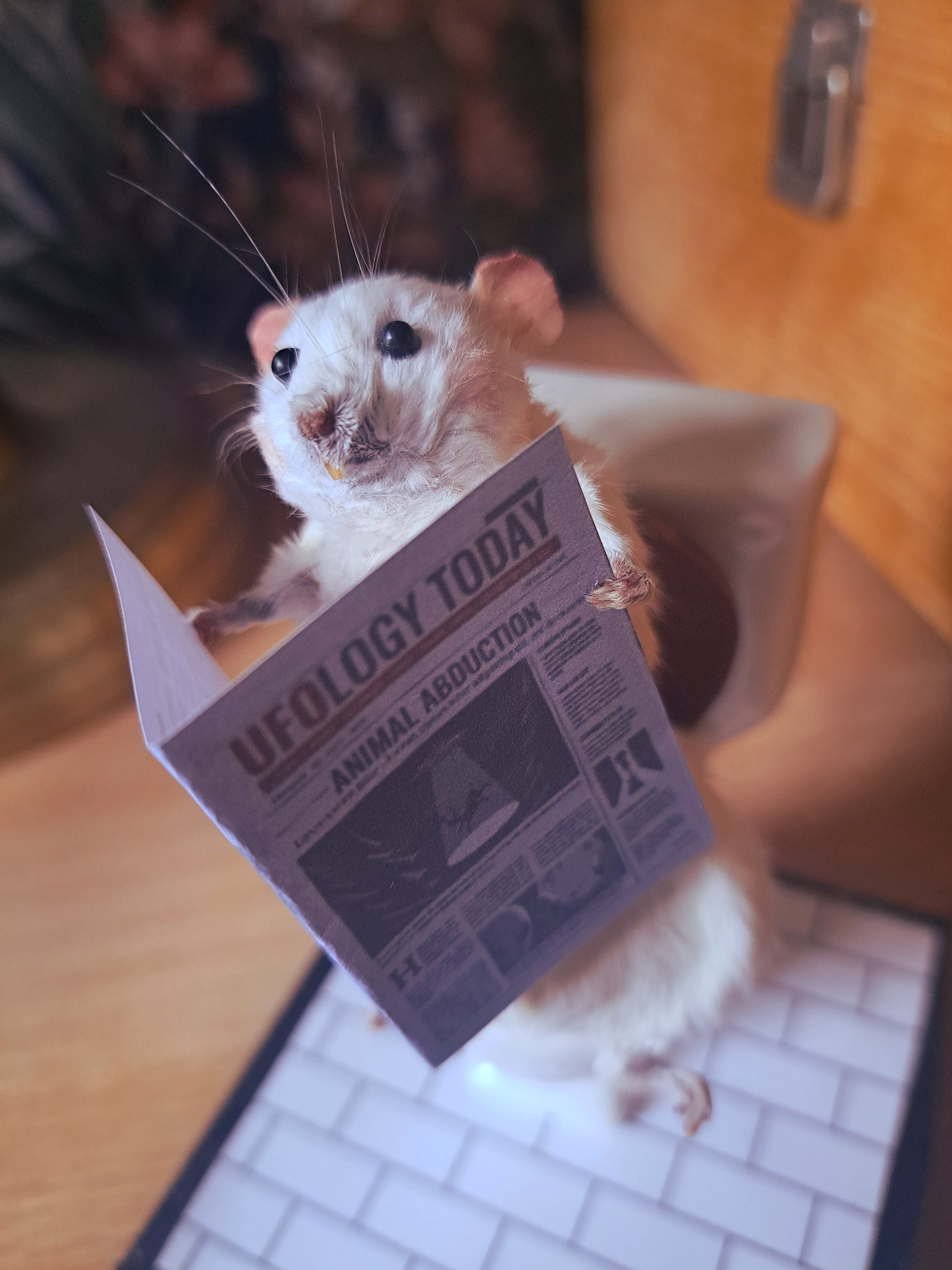 Mouse taxidermy on toilet reading funny newspaper. Oddity and curios. Real stuffed Rodent. Unique gift