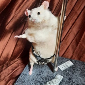 May include: A white rat wearing a black and white lingerie set is holding onto a silver pole. The rat is standing on a black platform with dollar bills scattered around it.