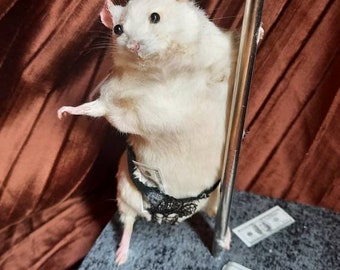 Mouse rodent taxidermy Fun anthropomorphic taxidermy, Pole dancing stripper mouse in underwear knickers, dollar bills