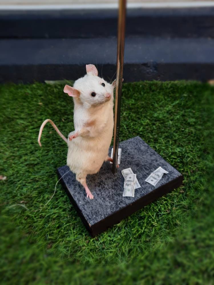 Taxidermied Pole Dancing Mouse
